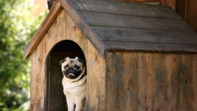 casetas para perros disenos y materiales para un hogar canino feliz